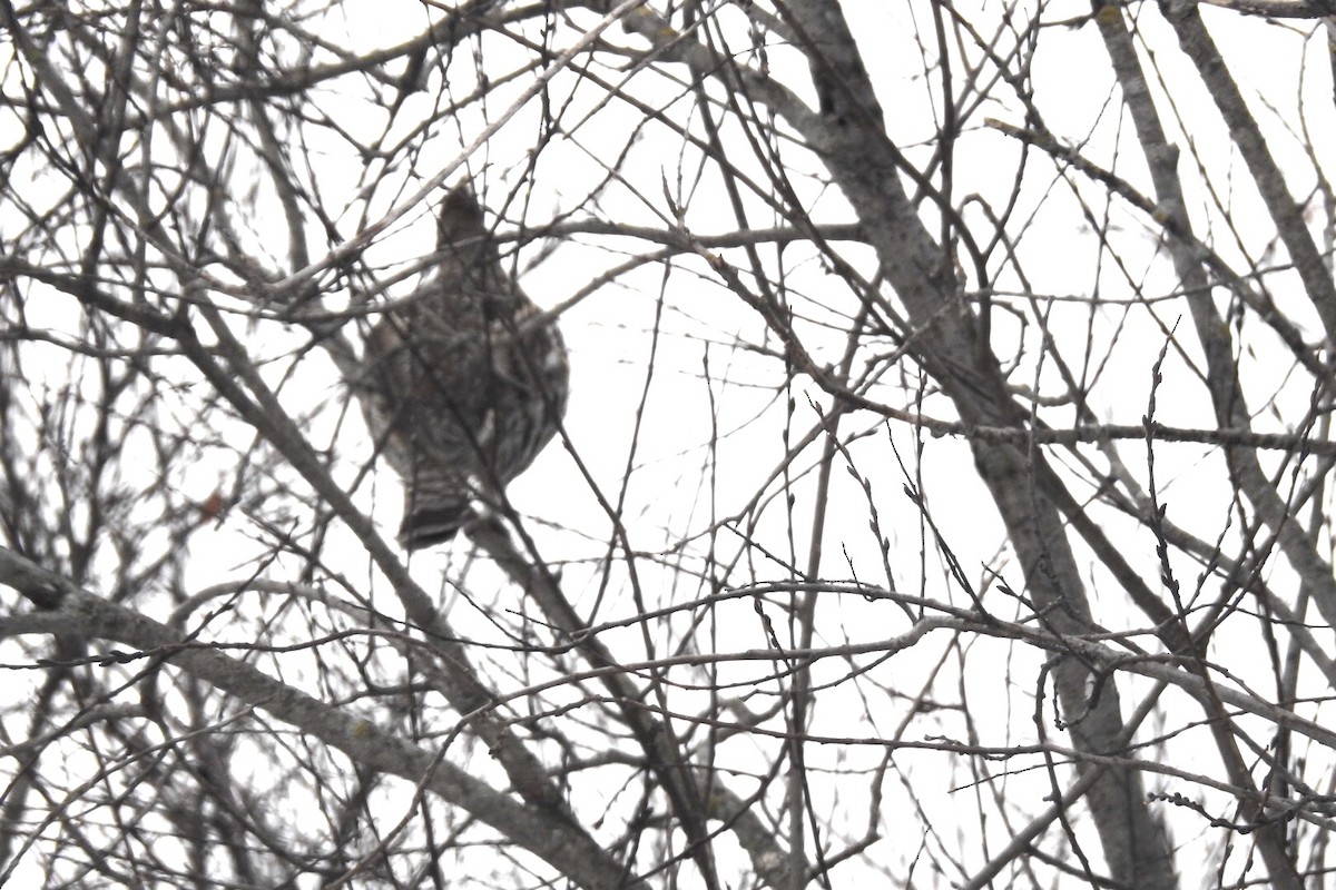 Ruffed Grouse - ML196760121