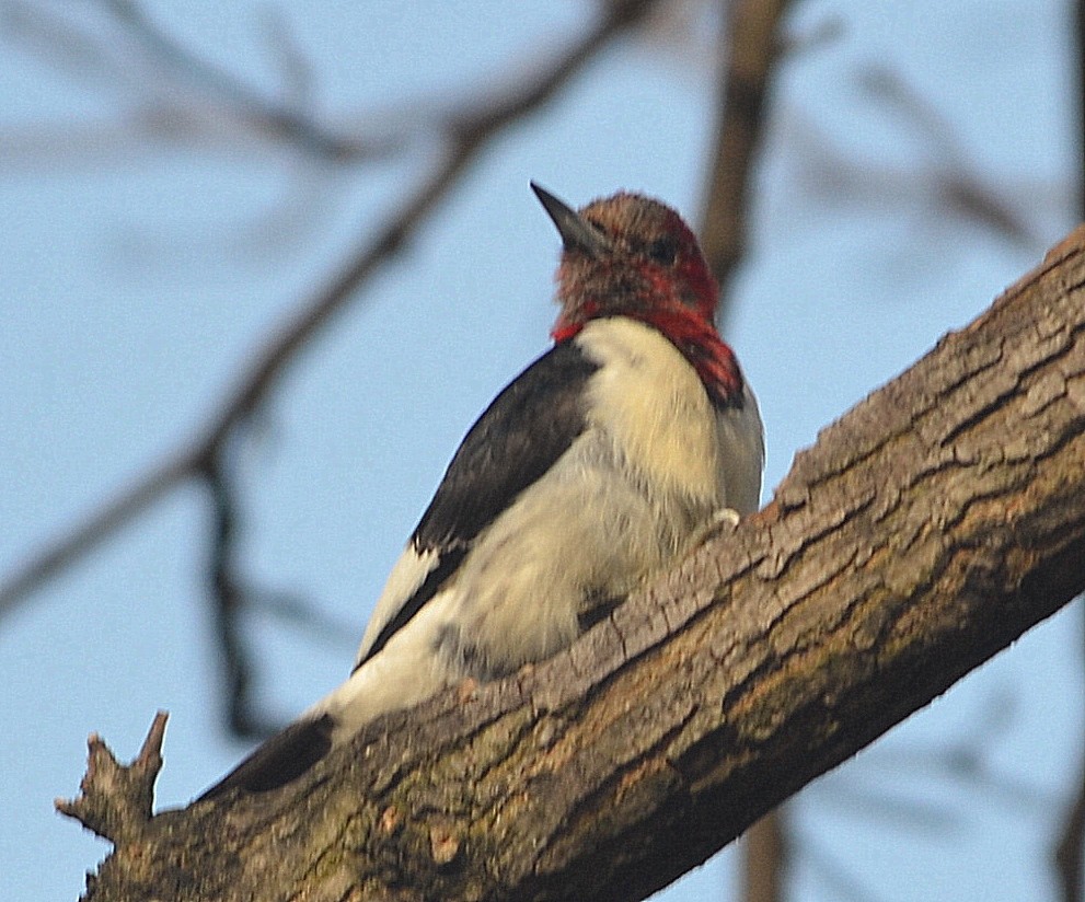 Red-headed Woodpecker - ML196763571