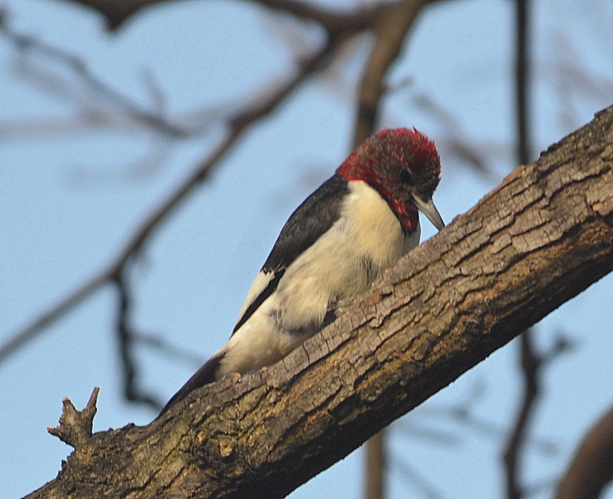 Red-headed Woodpecker - ML196763651