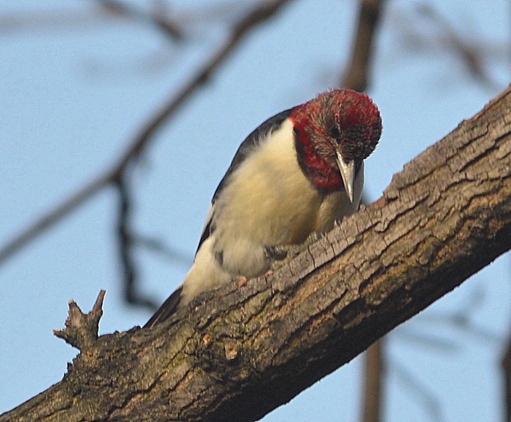 Red-headed Woodpecker - ML196763701