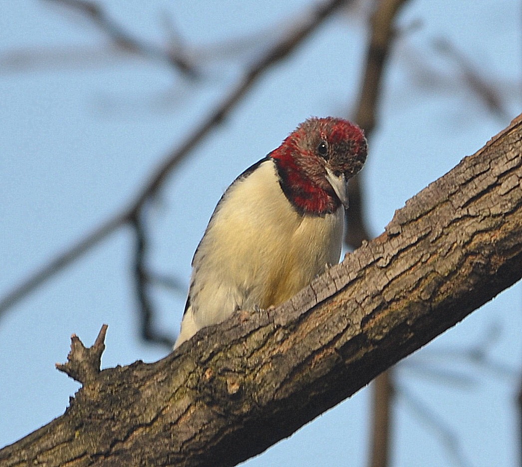 Red-headed Woodpecker - ML196763781