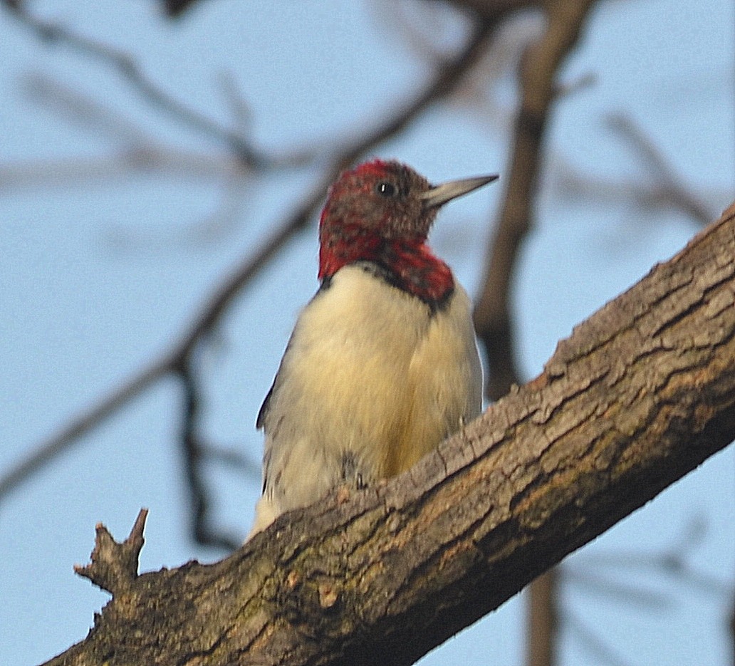 Red-headed Woodpecker - ML196763881