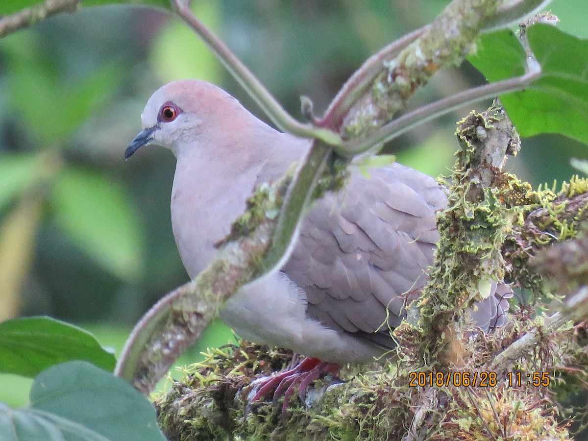 White-tipped Dove (decolor) - ML196764001