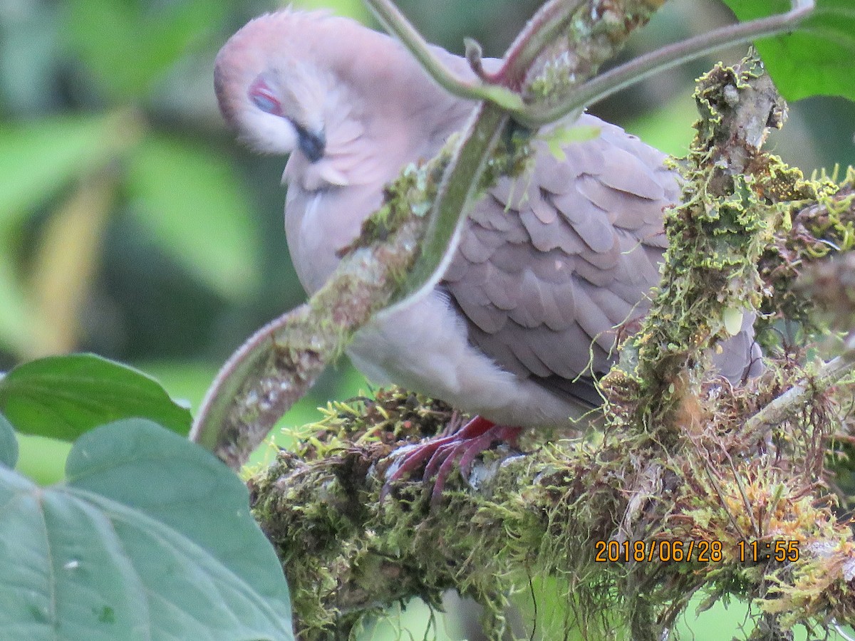 White-tipped Dove (decolor) - ML196764011