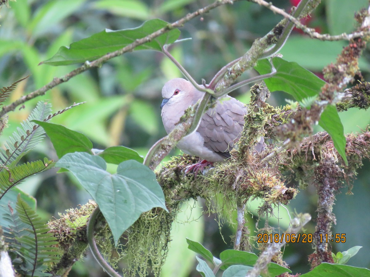 White-tipped Dove (decolor) - ML196764021