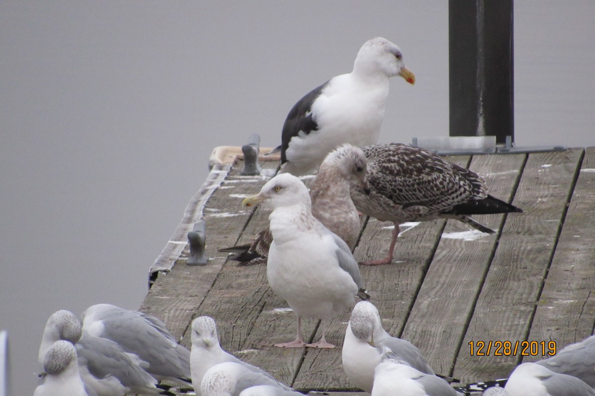 Great Black-backed Gull - ML196764161