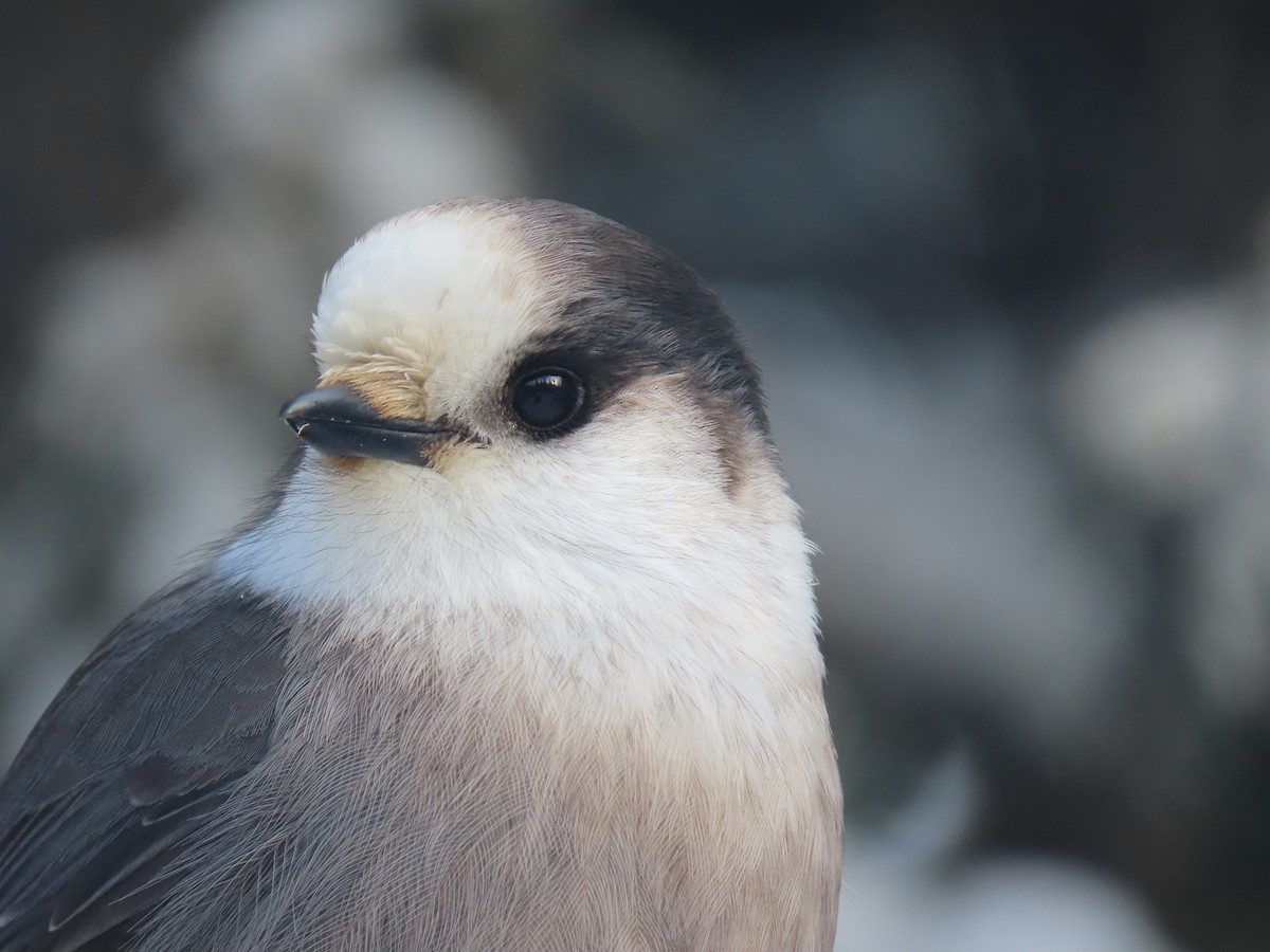 Canada Jay - ML196765211