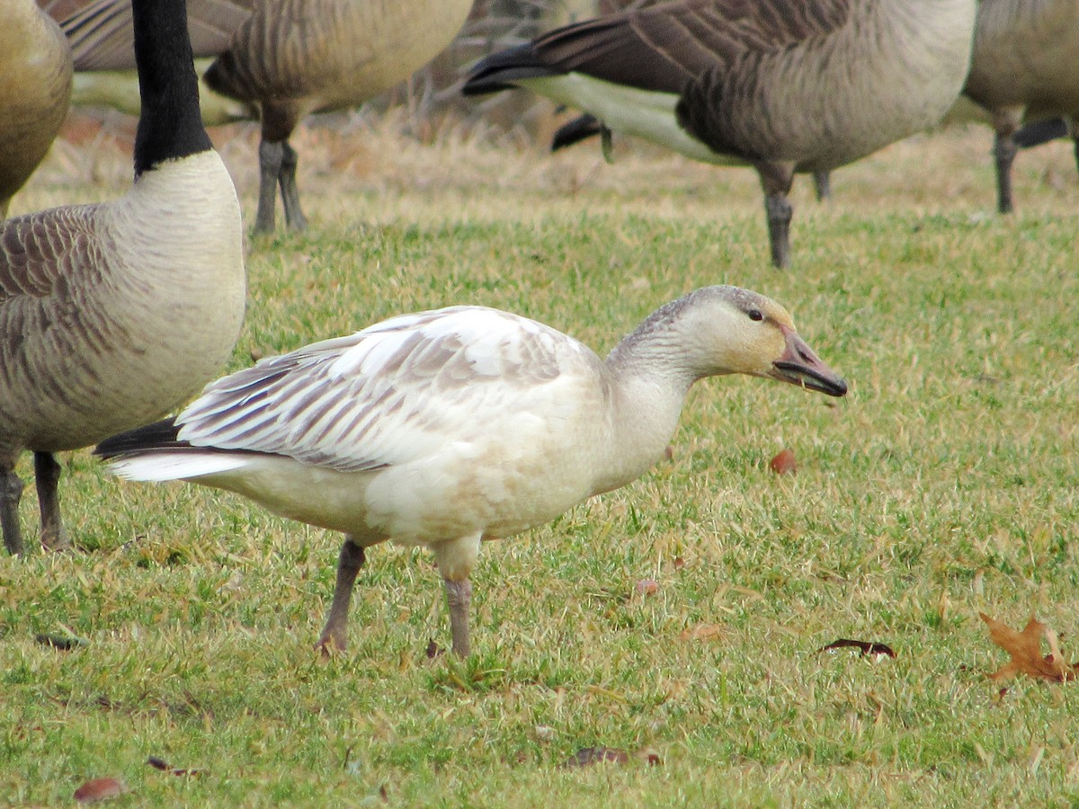 Snow Goose - ML196765851