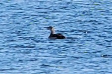 Plongeon à bec blanc - ML196766491