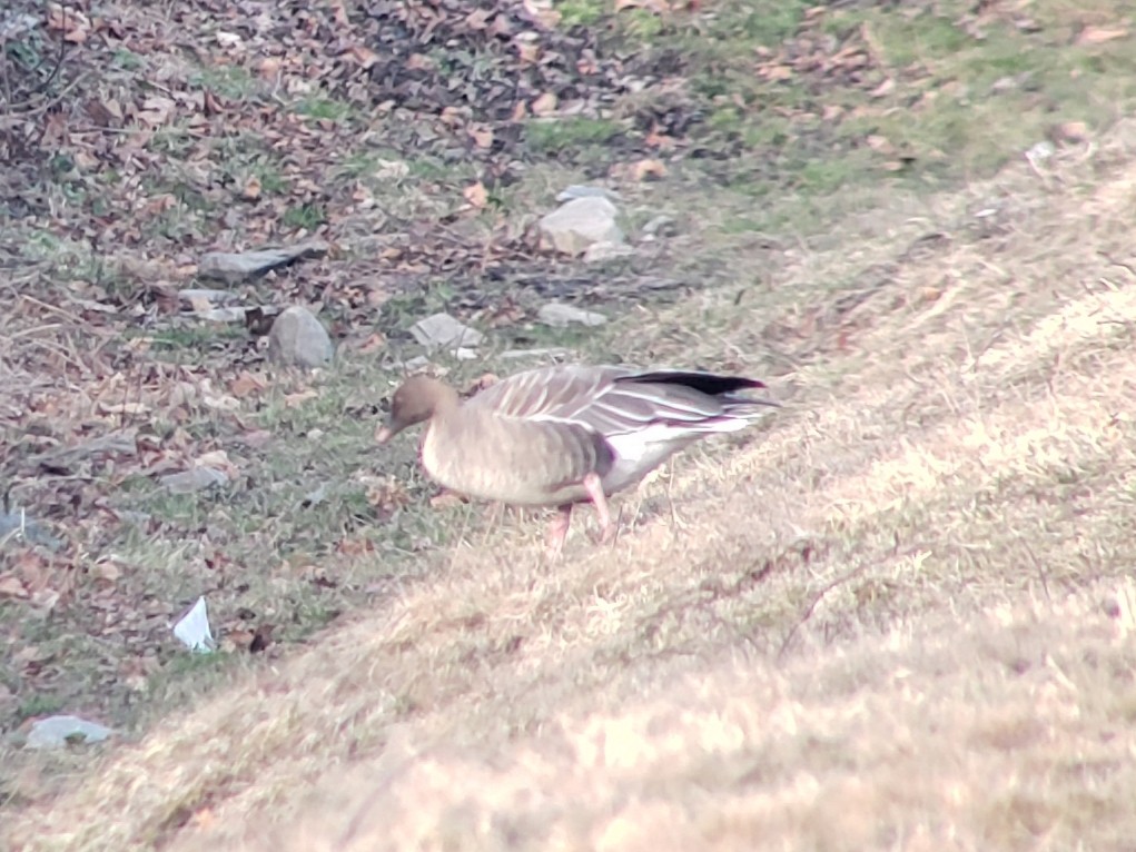 Pink-footed Goose - ML196766781