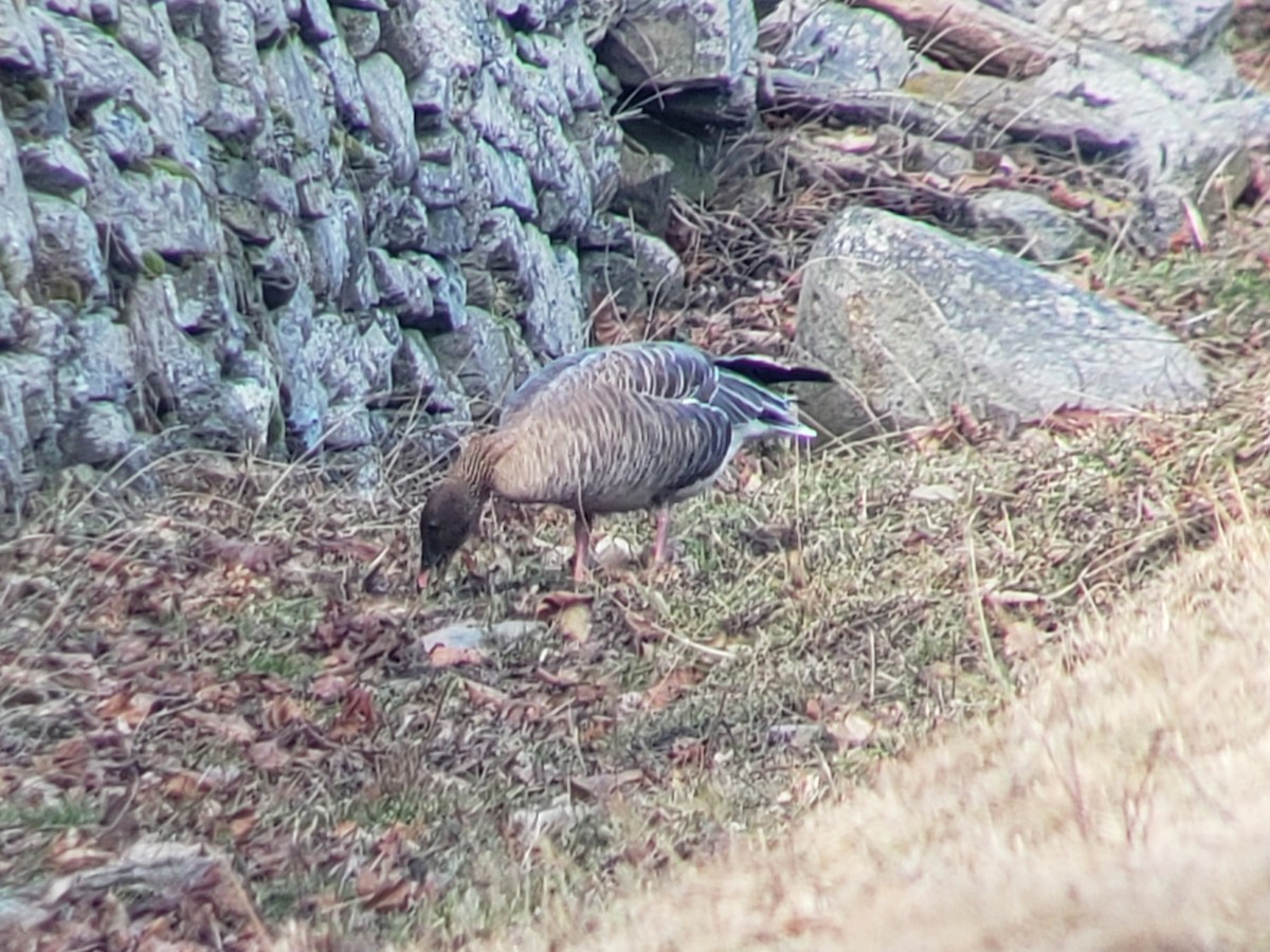 Pink-footed Goose - ML196766801