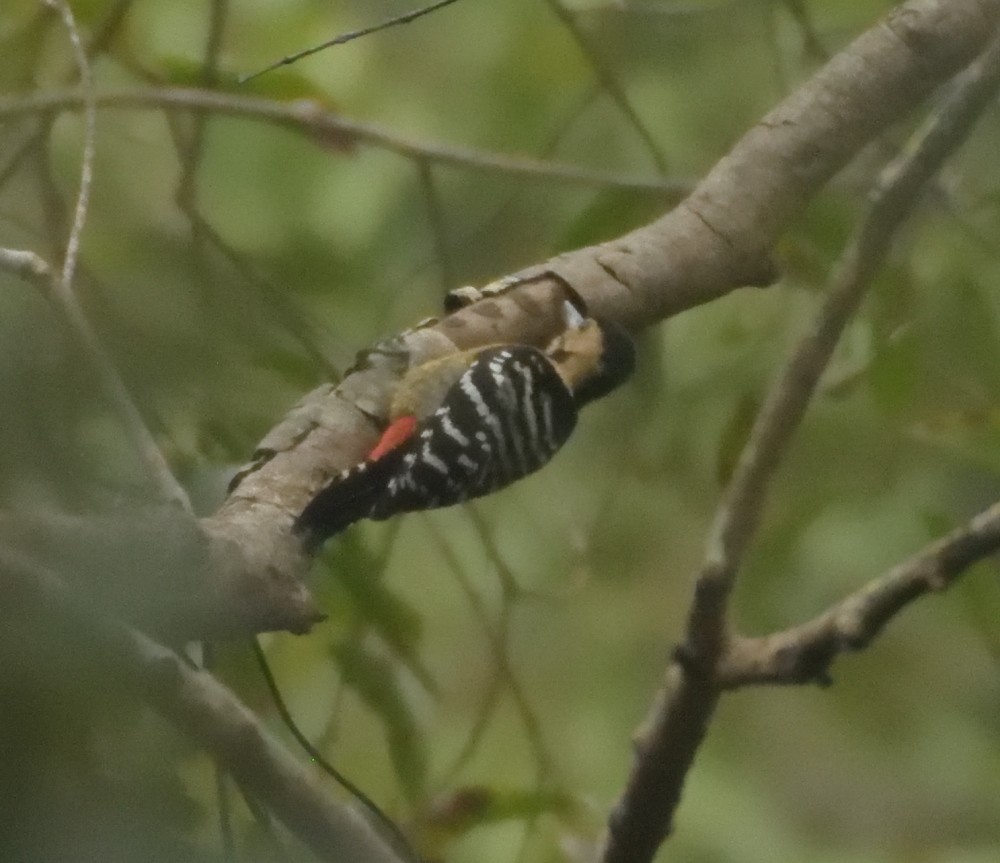 Fulvous-breasted Woodpecker - Satya Chilukuri