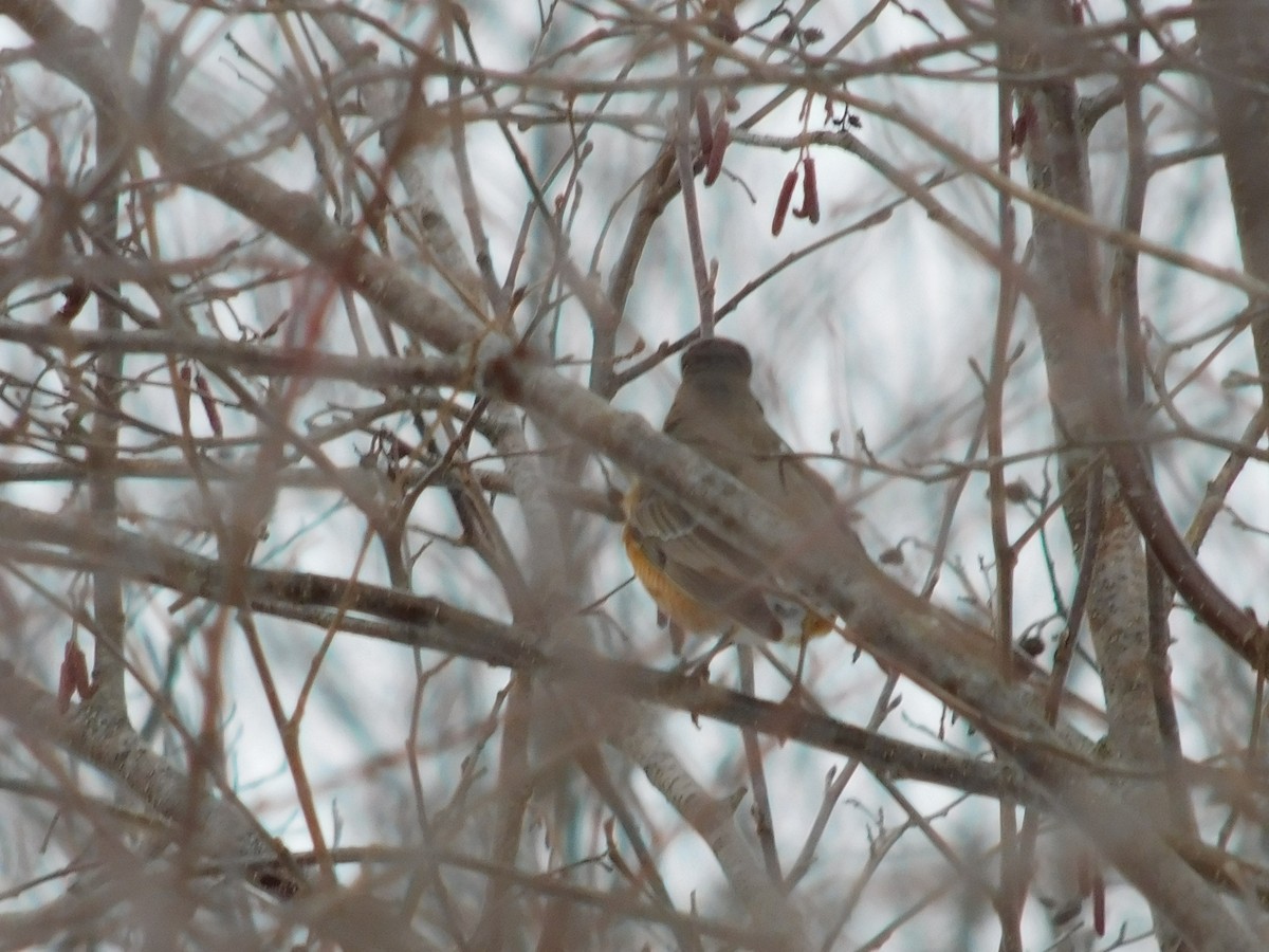 American Robin - ML196767131