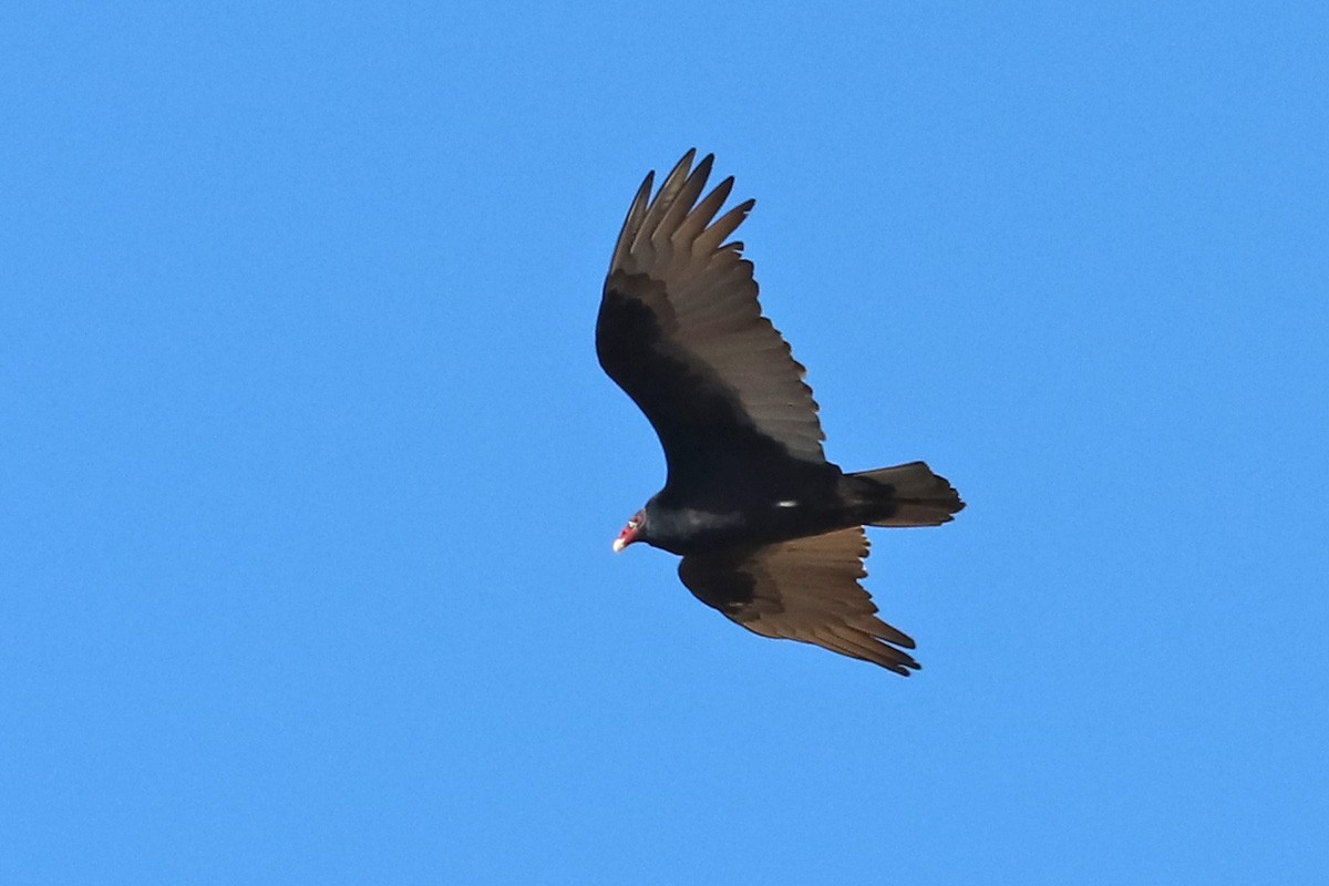 Turkey Vulture - ML196767951