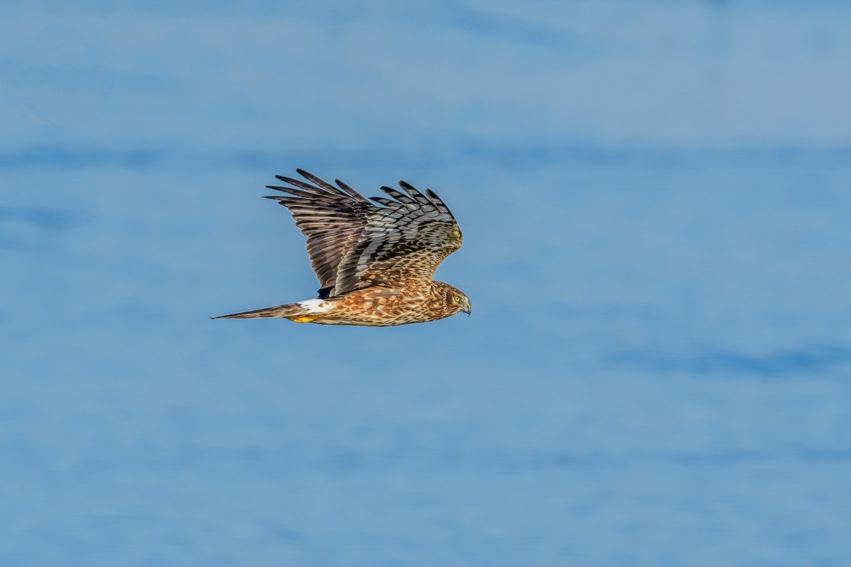 Northern Harrier - Michael Smith