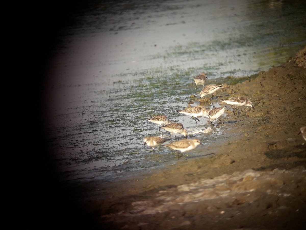 Rotkehl-Strandläufer - ML196773111