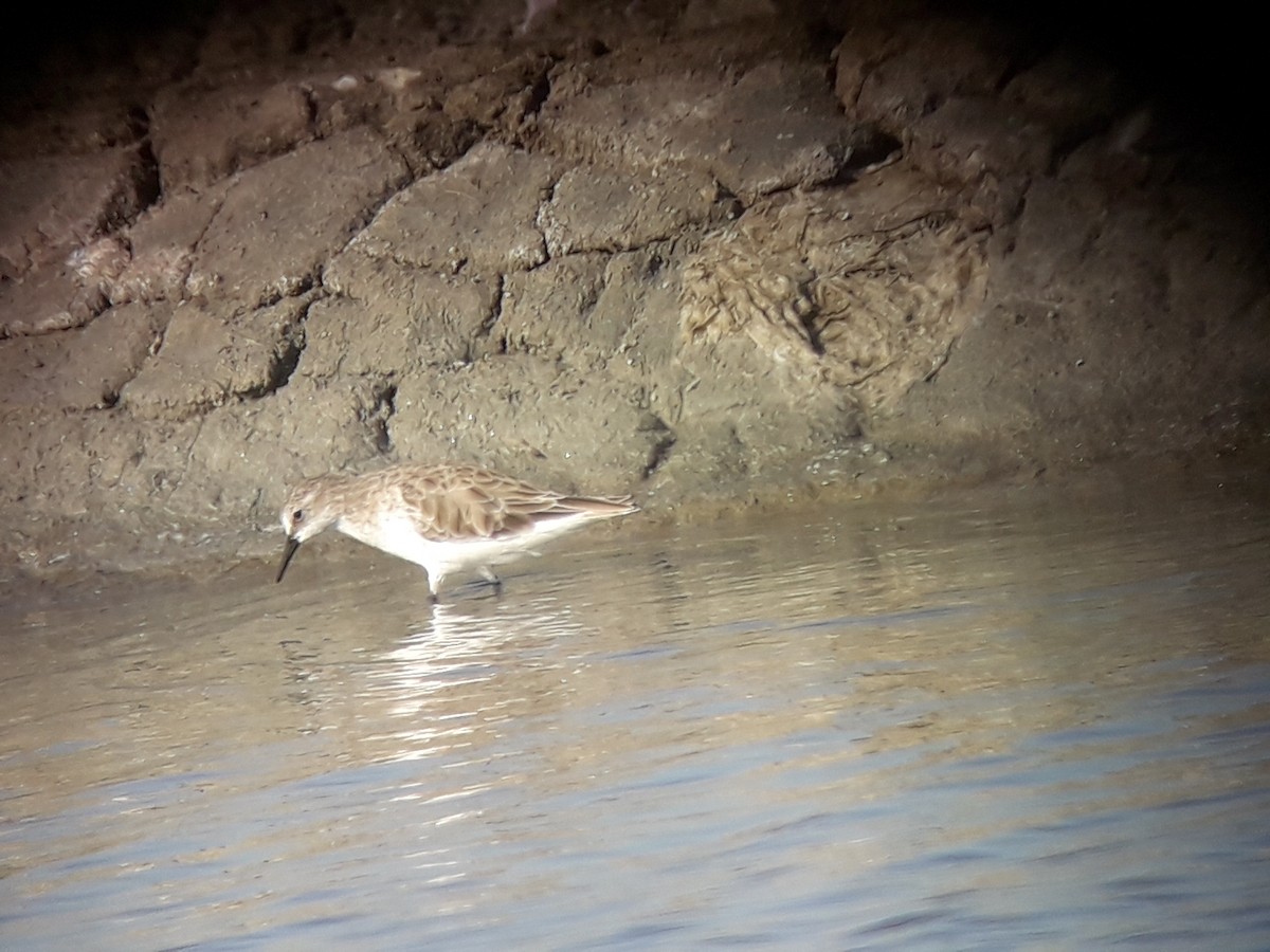 Red-necked Stint - ML196773161