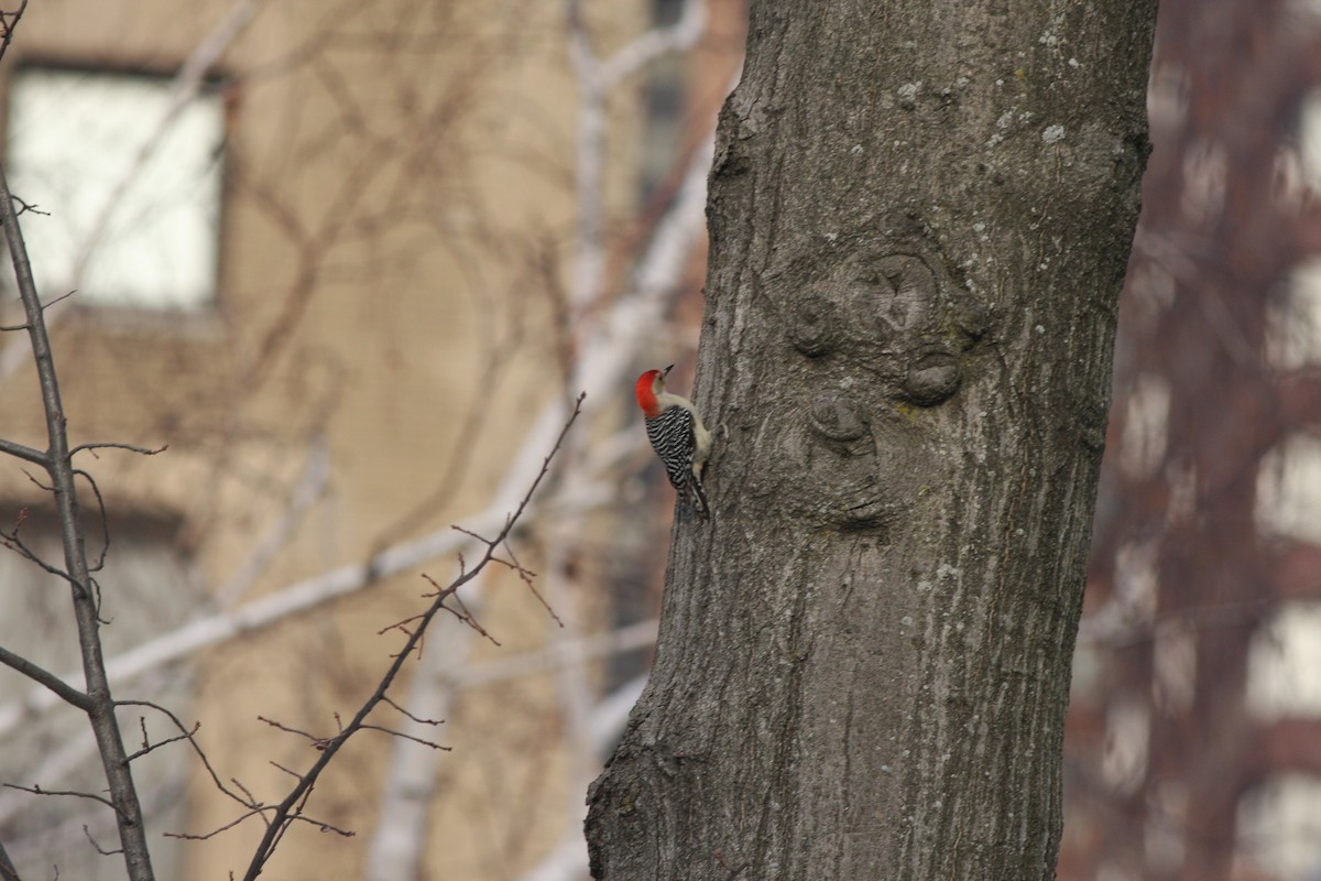 Red-bellied Woodpecker - ML196773271