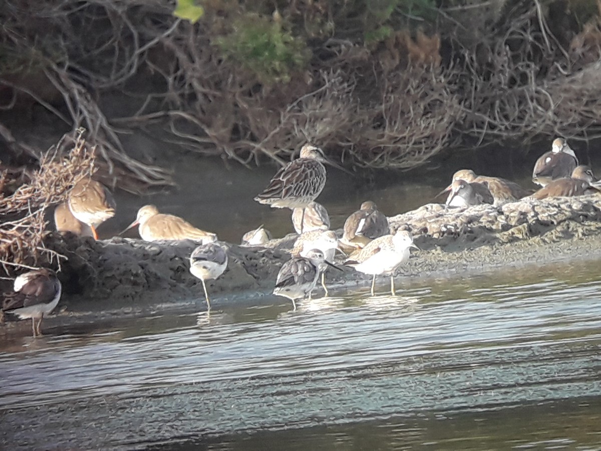 Asian Dowitcher - ML196773321