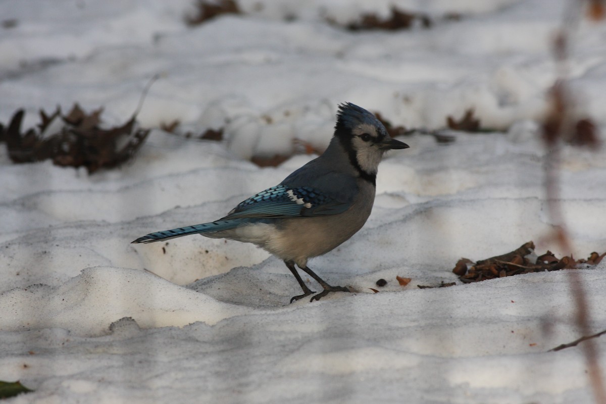 Blue Jay - ML196773331