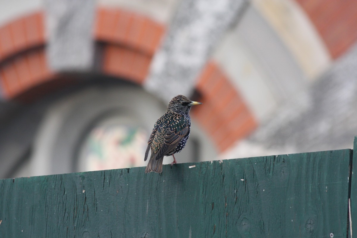 European Starling - ML196773351