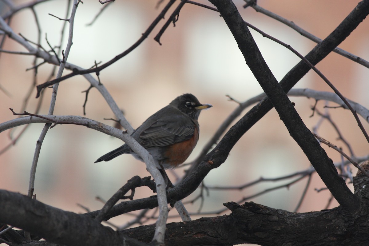 American Robin - Gustavo SILVEIRA