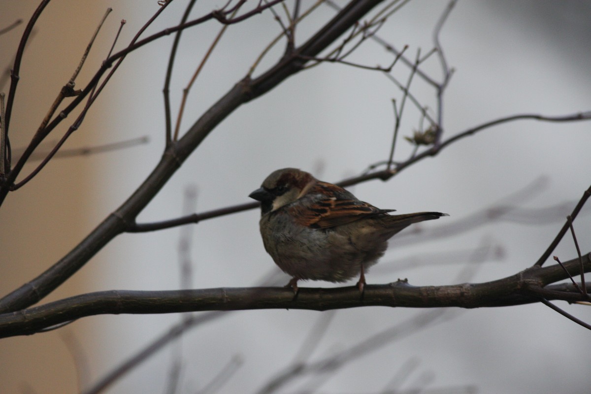 Moineau domestique - ML196773471