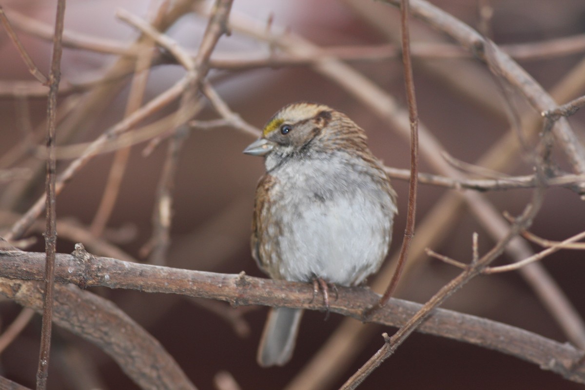 White-throated Sparrow - Gustavo SILVEIRA