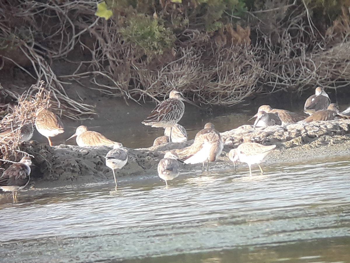 Asian Dowitcher - ML196773571