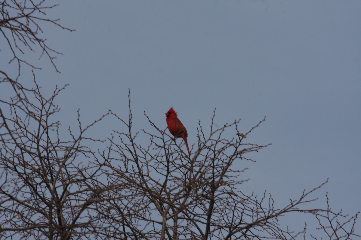 Cardinal rouge - ML196773591