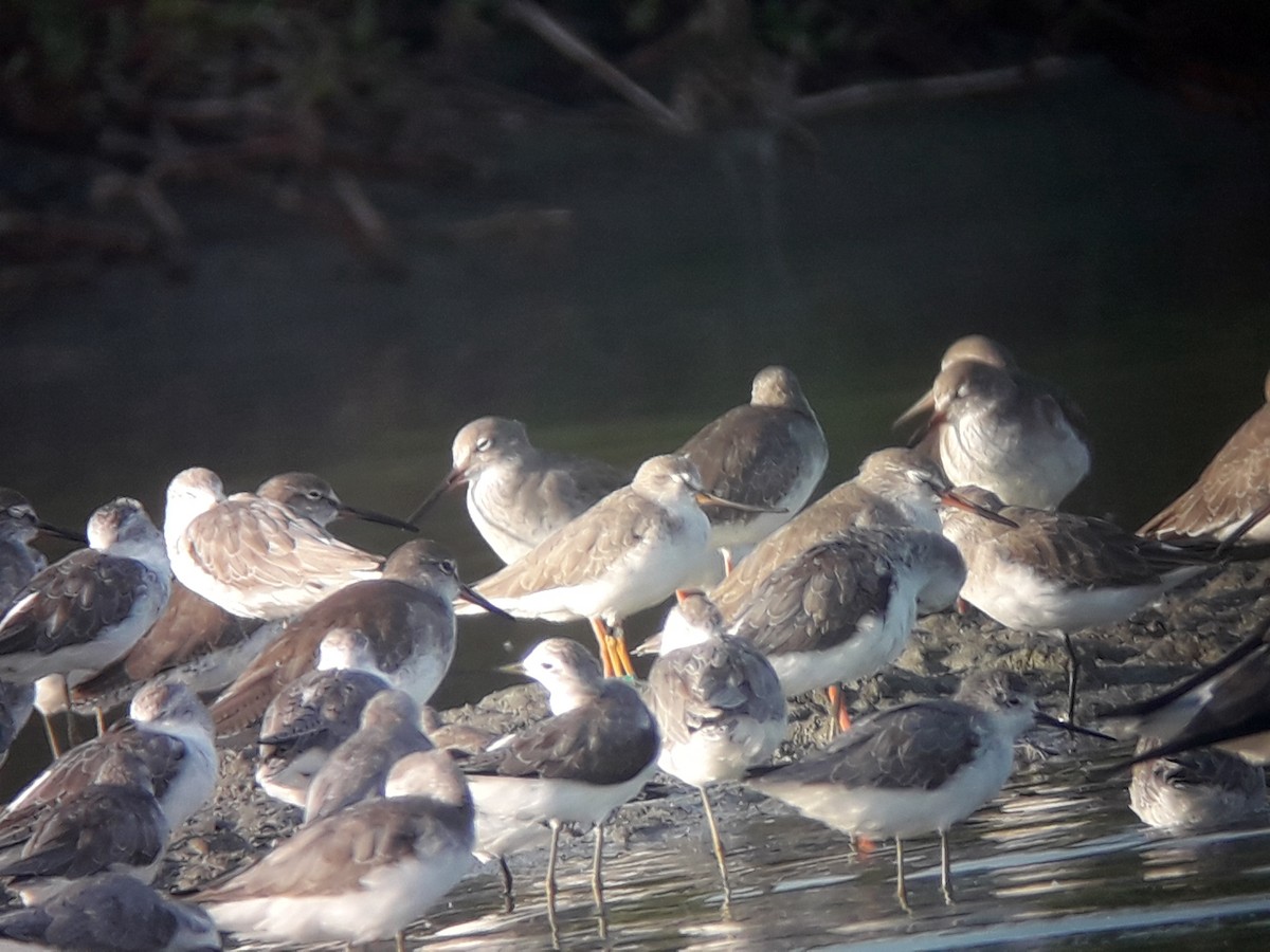 Terek Sandpiper - ML196773751