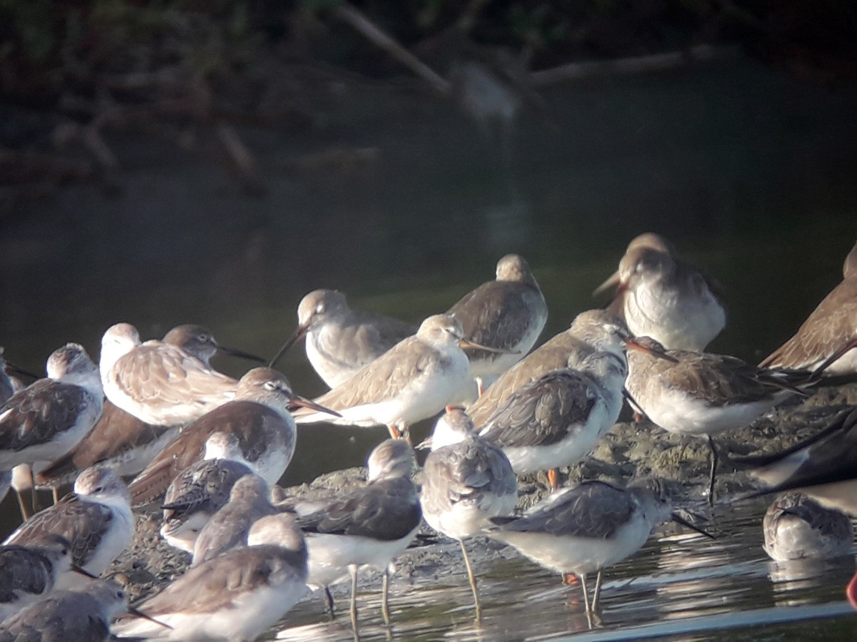 Terek Sandpiper - Bruno Bösch