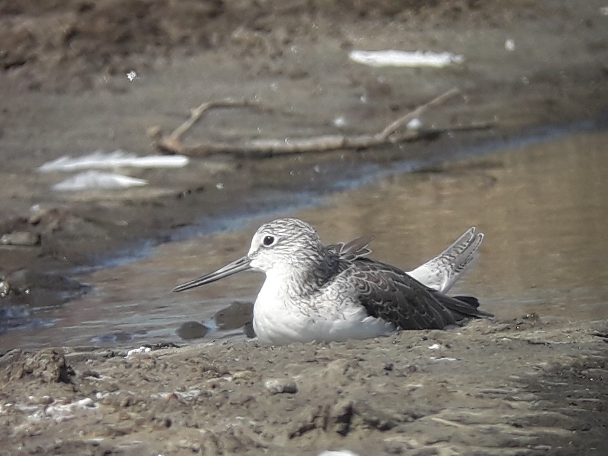 Common Greenshank - ML196773971