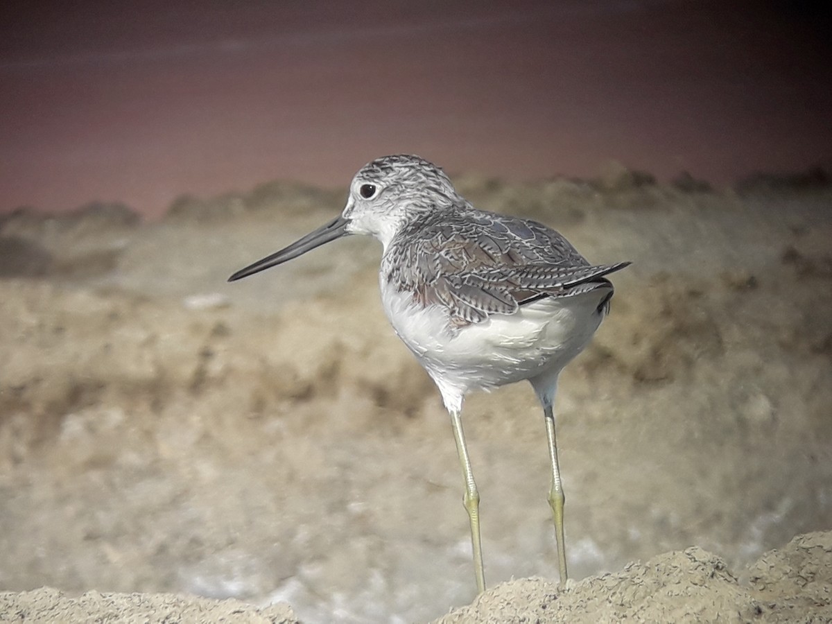 Common Greenshank - ML196774111