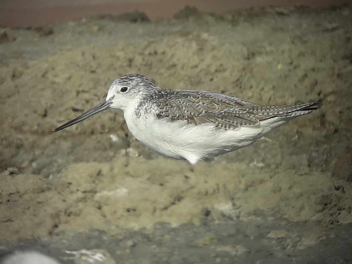 Common Greenshank - ML196774191