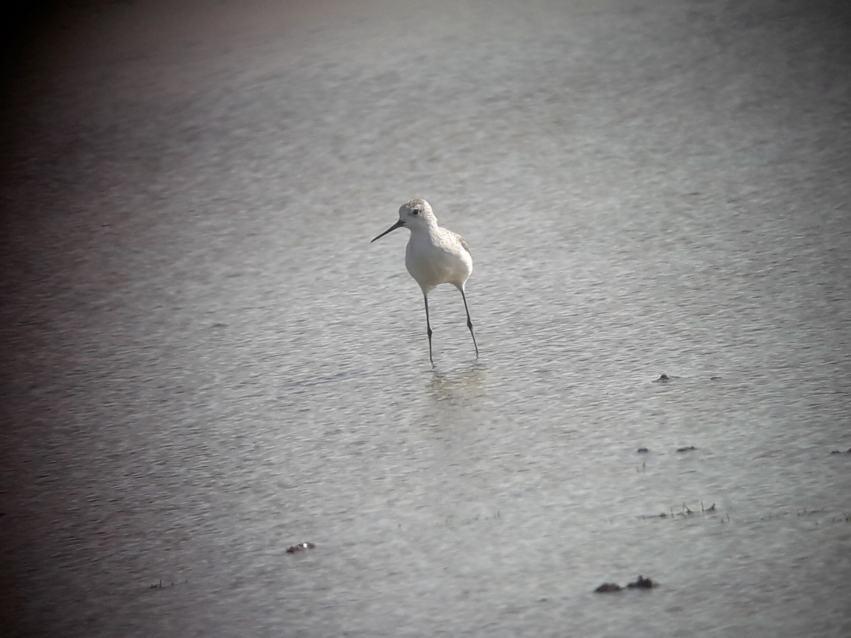 Marsh Sandpiper - ML196774521