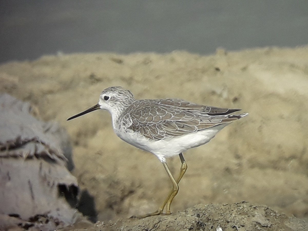 Teichwasserläufer - ML196774641