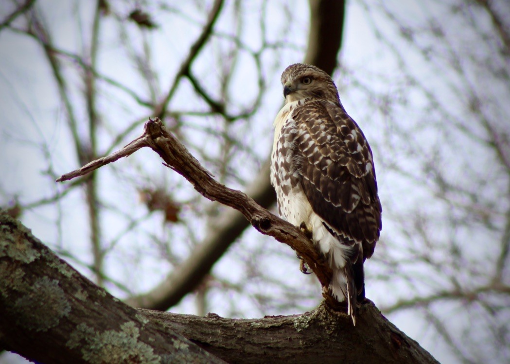 Red-tailed Hawk - ML196774711