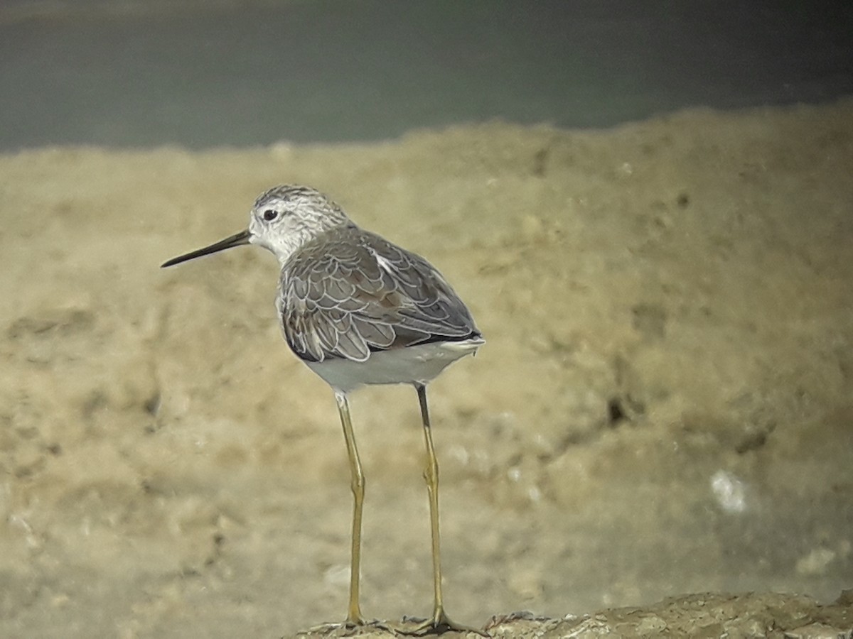 Teichwasserläufer - ML196775371