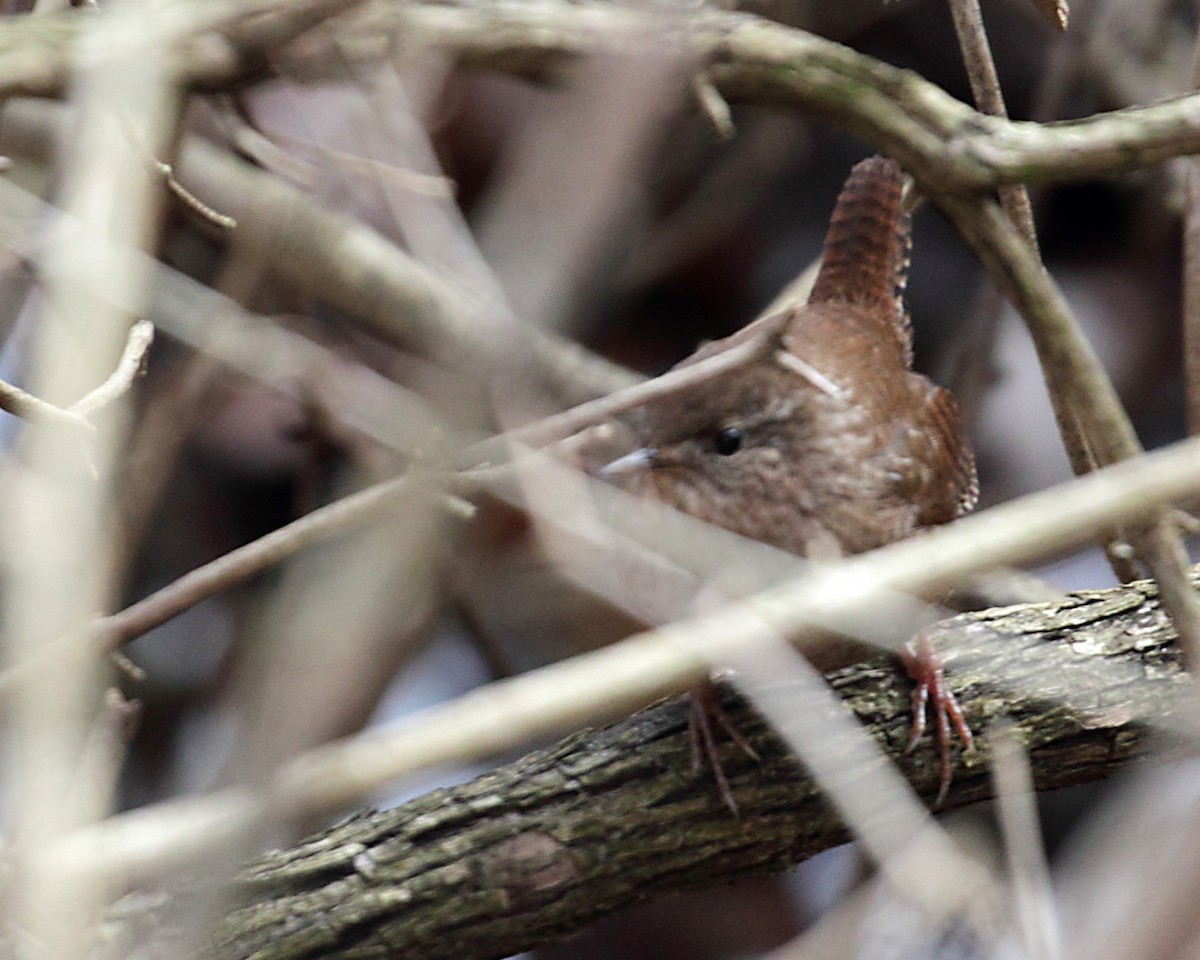 vintersmett - ML196775601