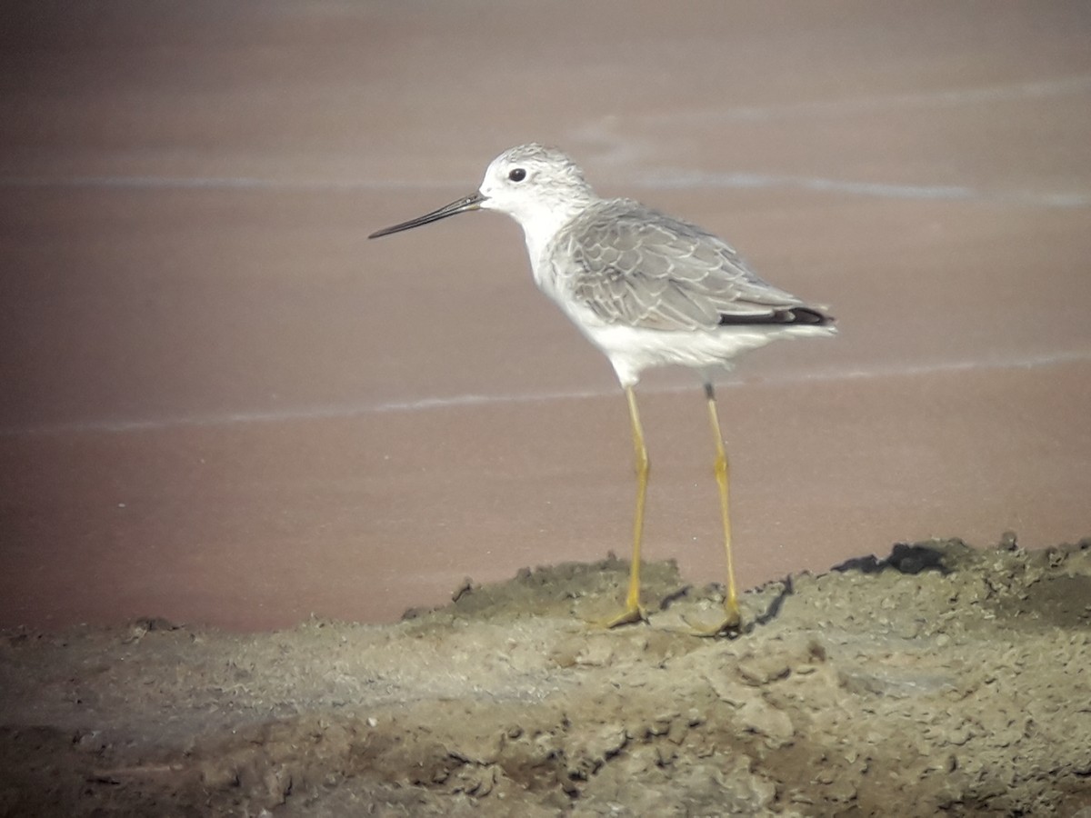 Teichwasserläufer - ML196775681