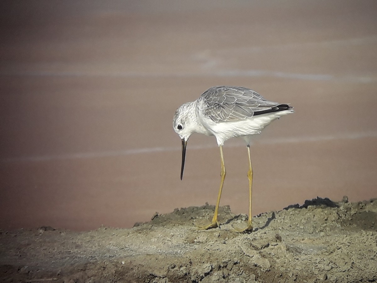 Marsh Sandpiper - ML196775801