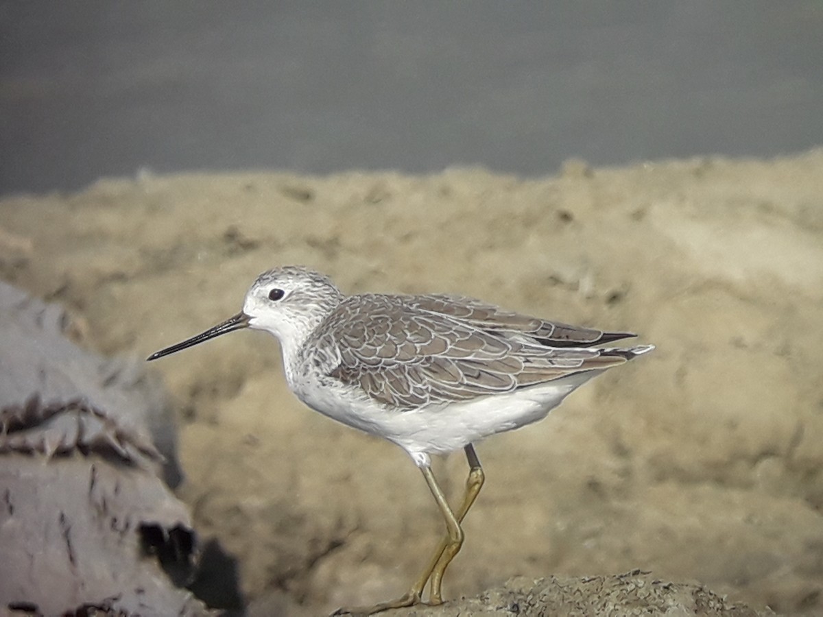 Marsh Sandpiper - ML196776031