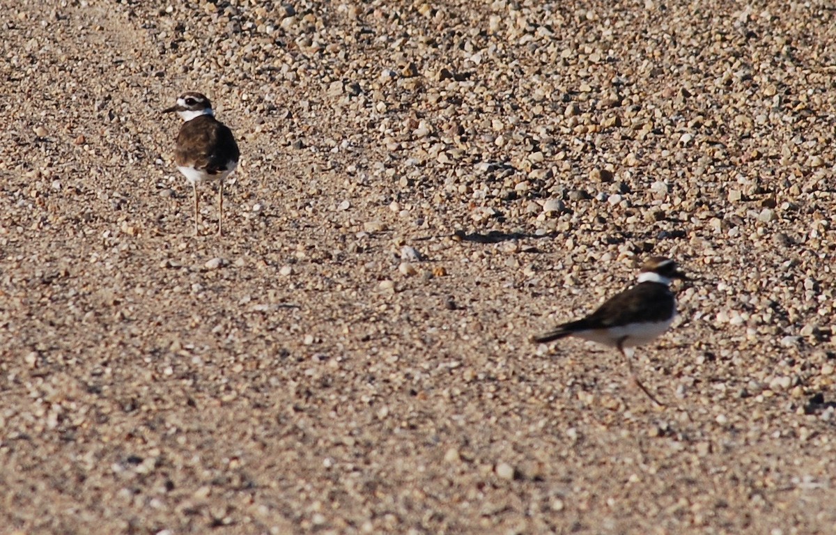 Killdeer - ML196776161