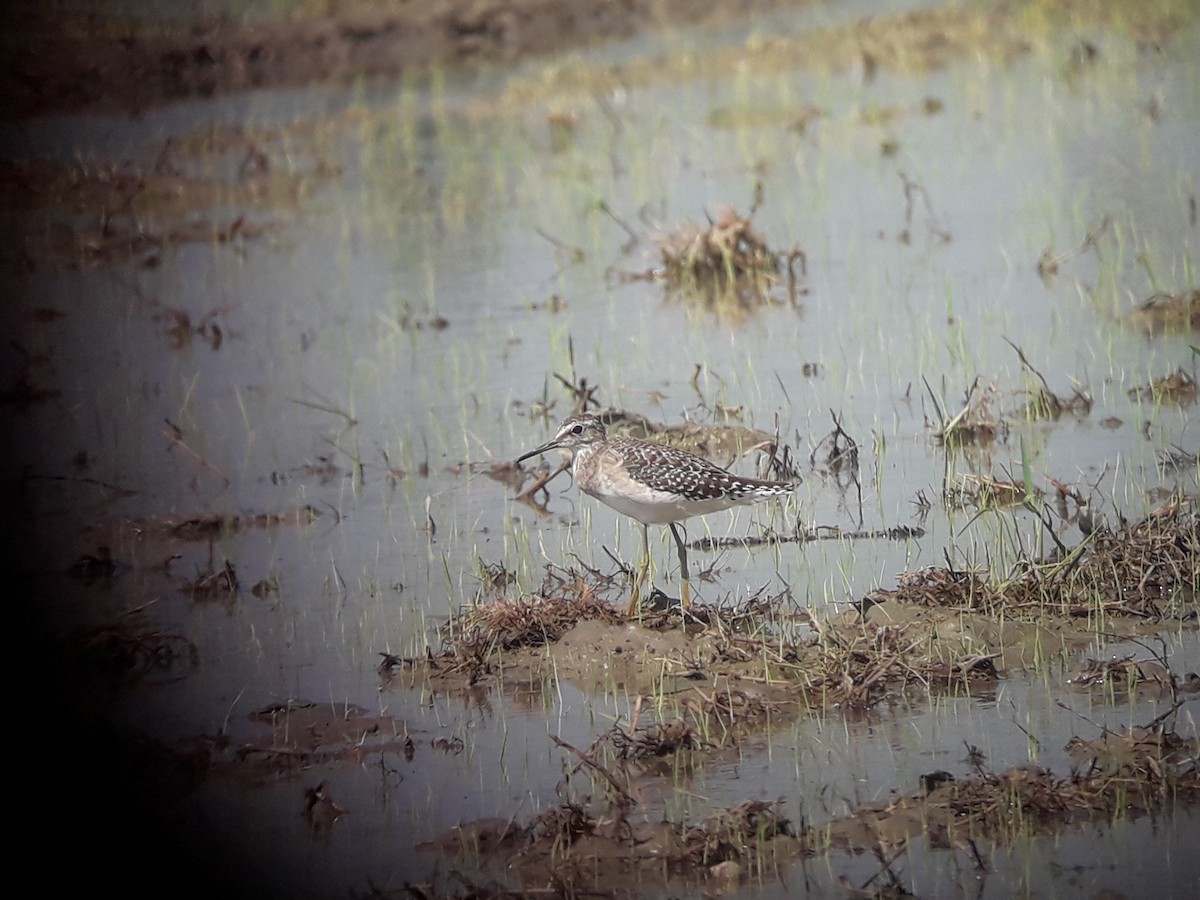 Bruchwasserläufer - ML196776171