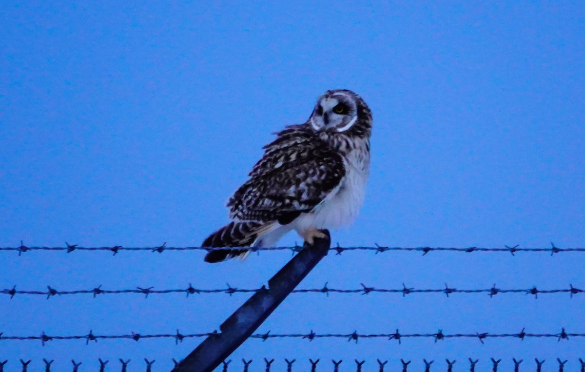 Short-eared Owl (Northern) - Gale VerHague