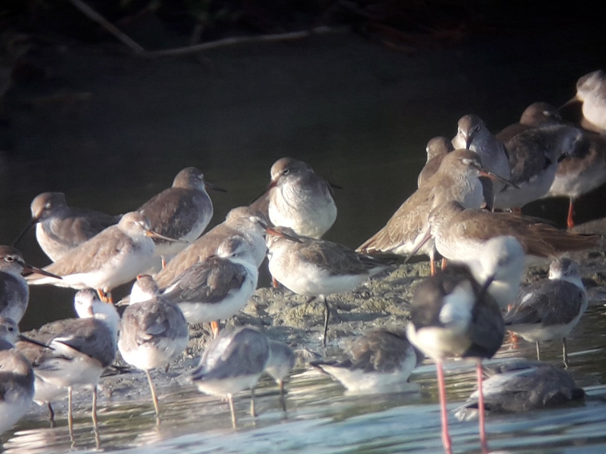 Common Redshank - ML196776531