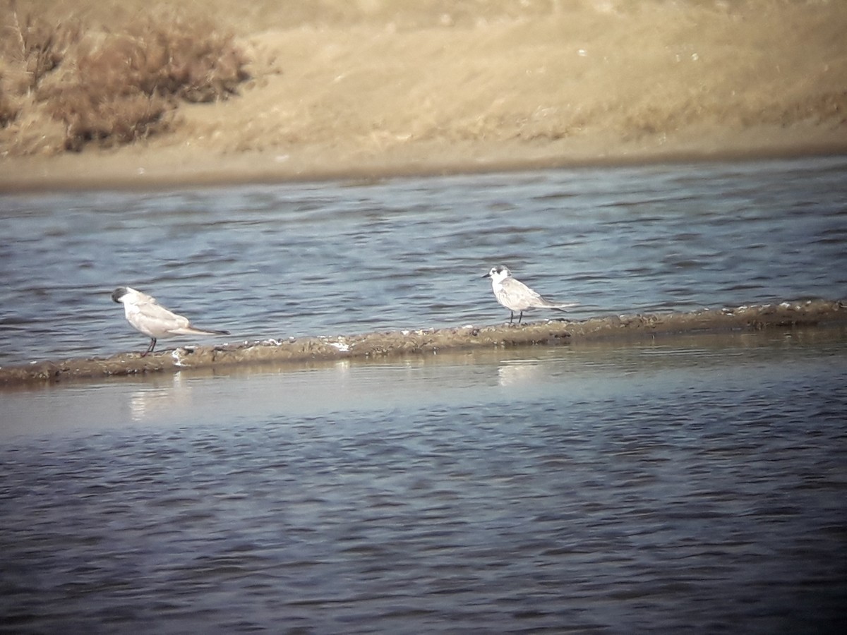 White-winged Tern - Bruno Bösch