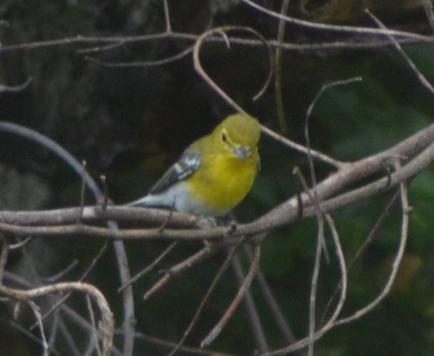 Sarı Gerdanlı Vireo - ML196776871