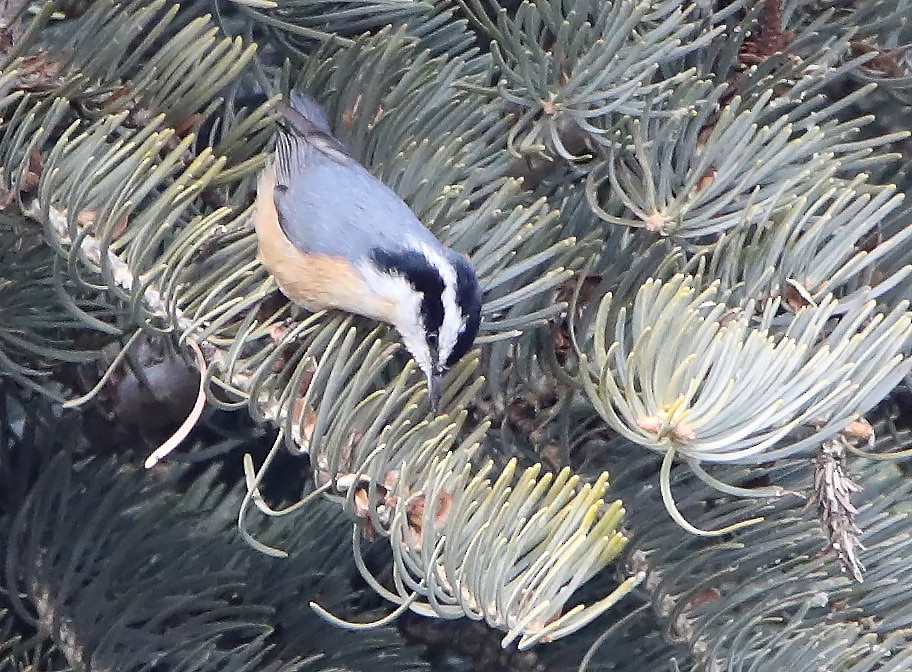 Red-breasted Nuthatch - ML196776951